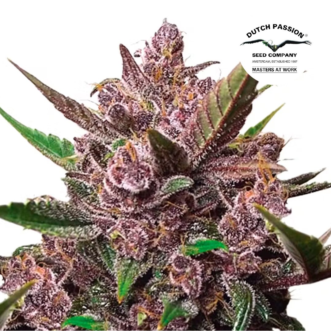 AUTO BLACKBERRY KUSH 1