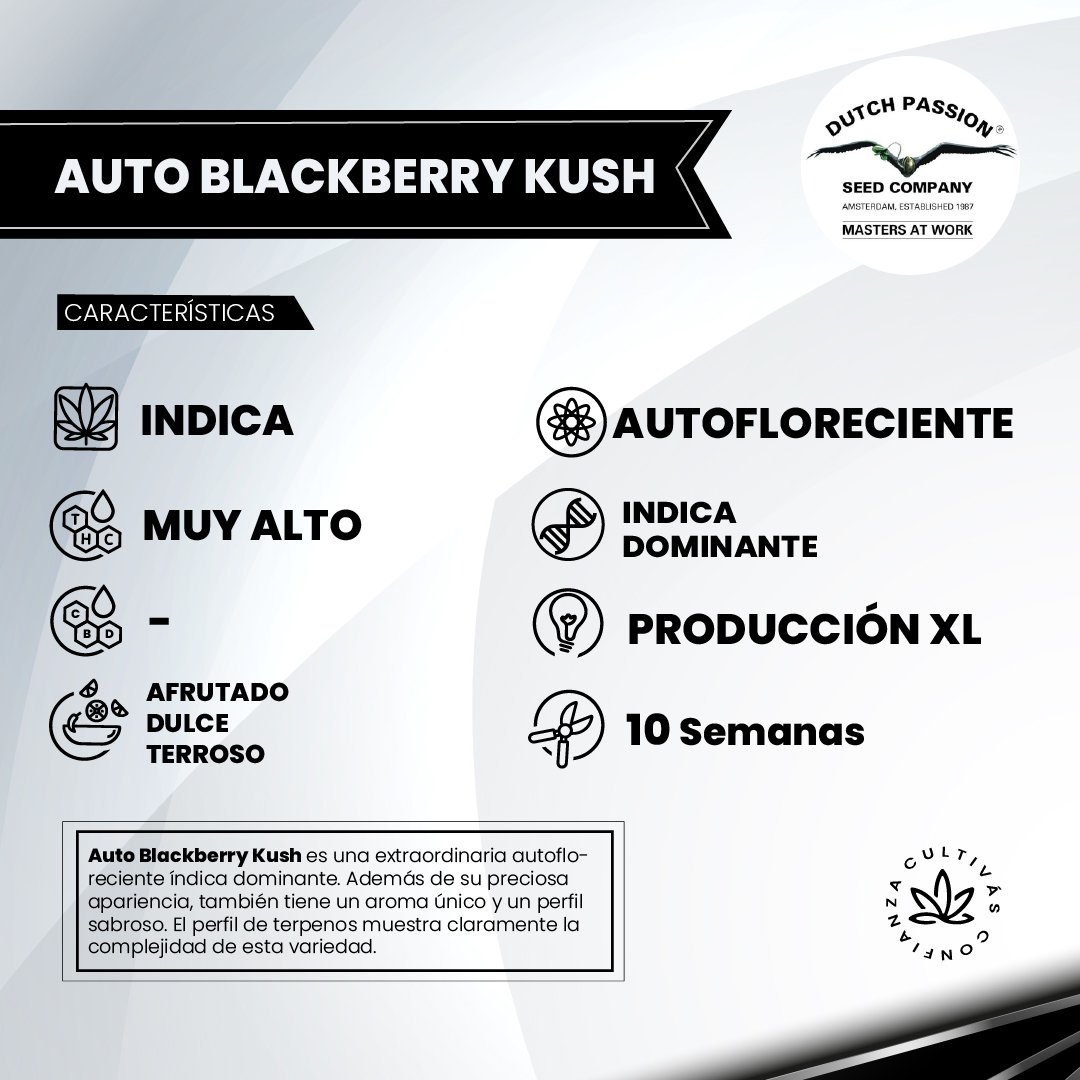 AUTO BLACKBERRY KUSH 2
