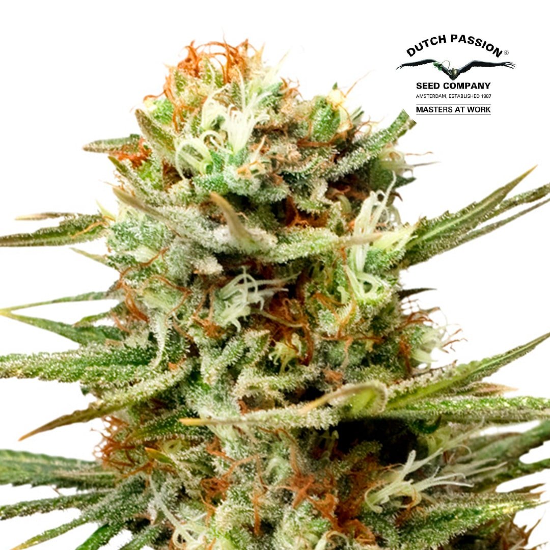 AUTO WITHE WIDOW 1
