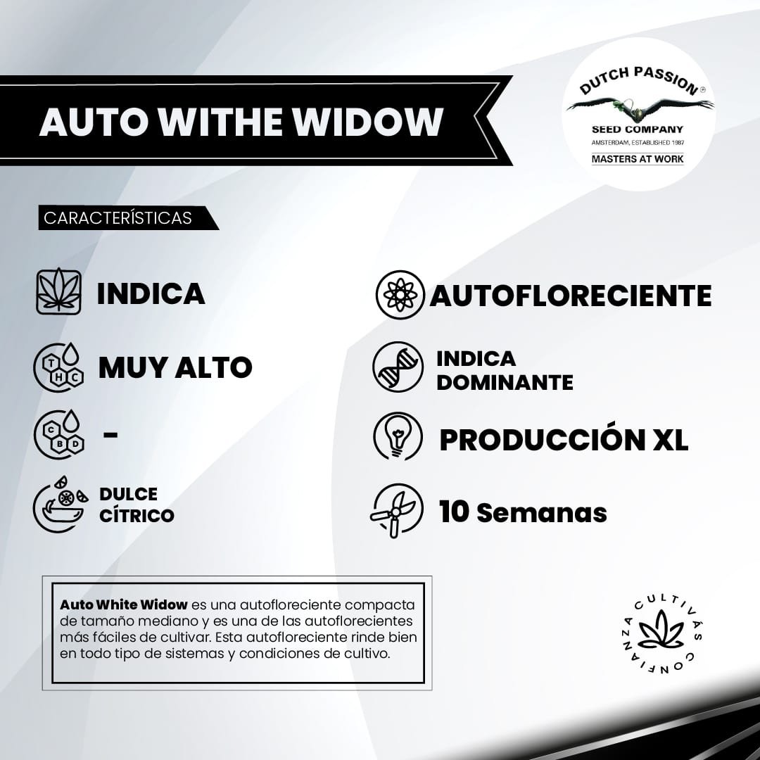 AUTO WITHE WIDOW 2