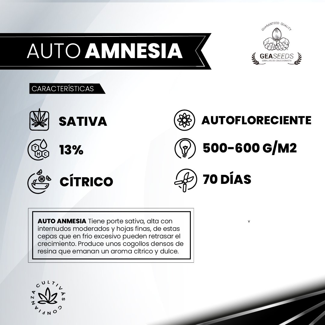 AUTO AMNESIA 2