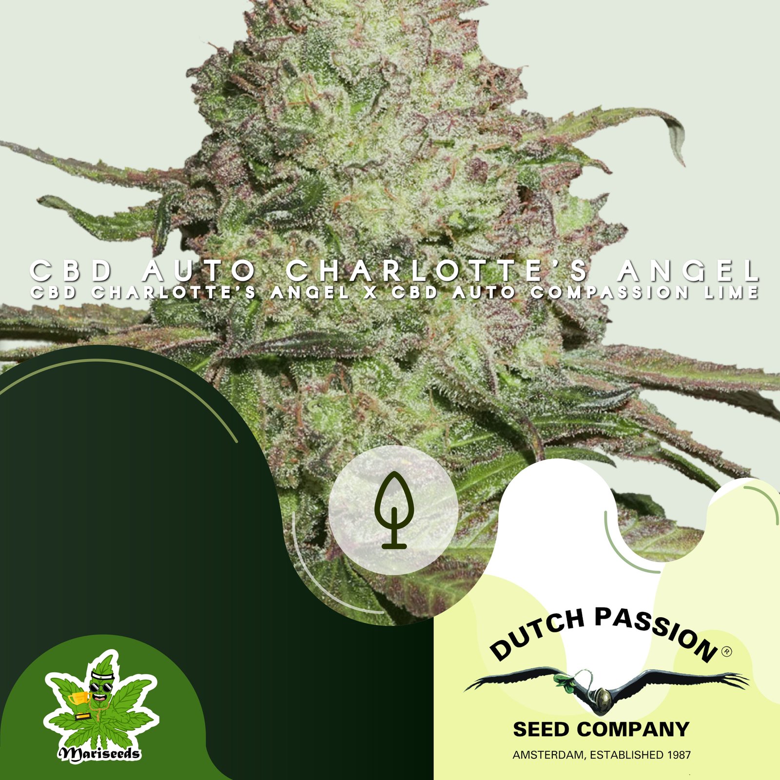 CBD AUTO CHARLOTTES ANGEL-01 (1)