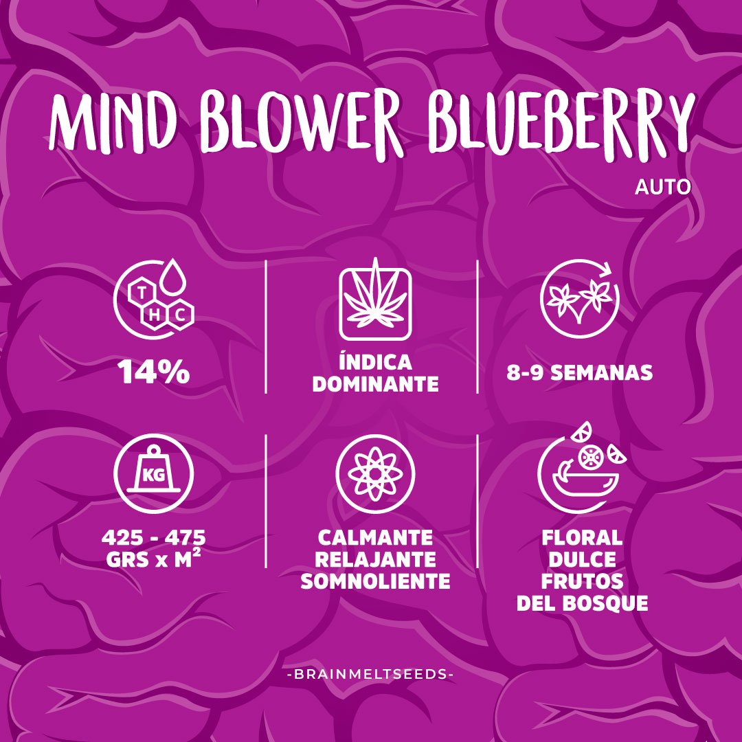MS_Caracteristicas_MBB_BabyBrain