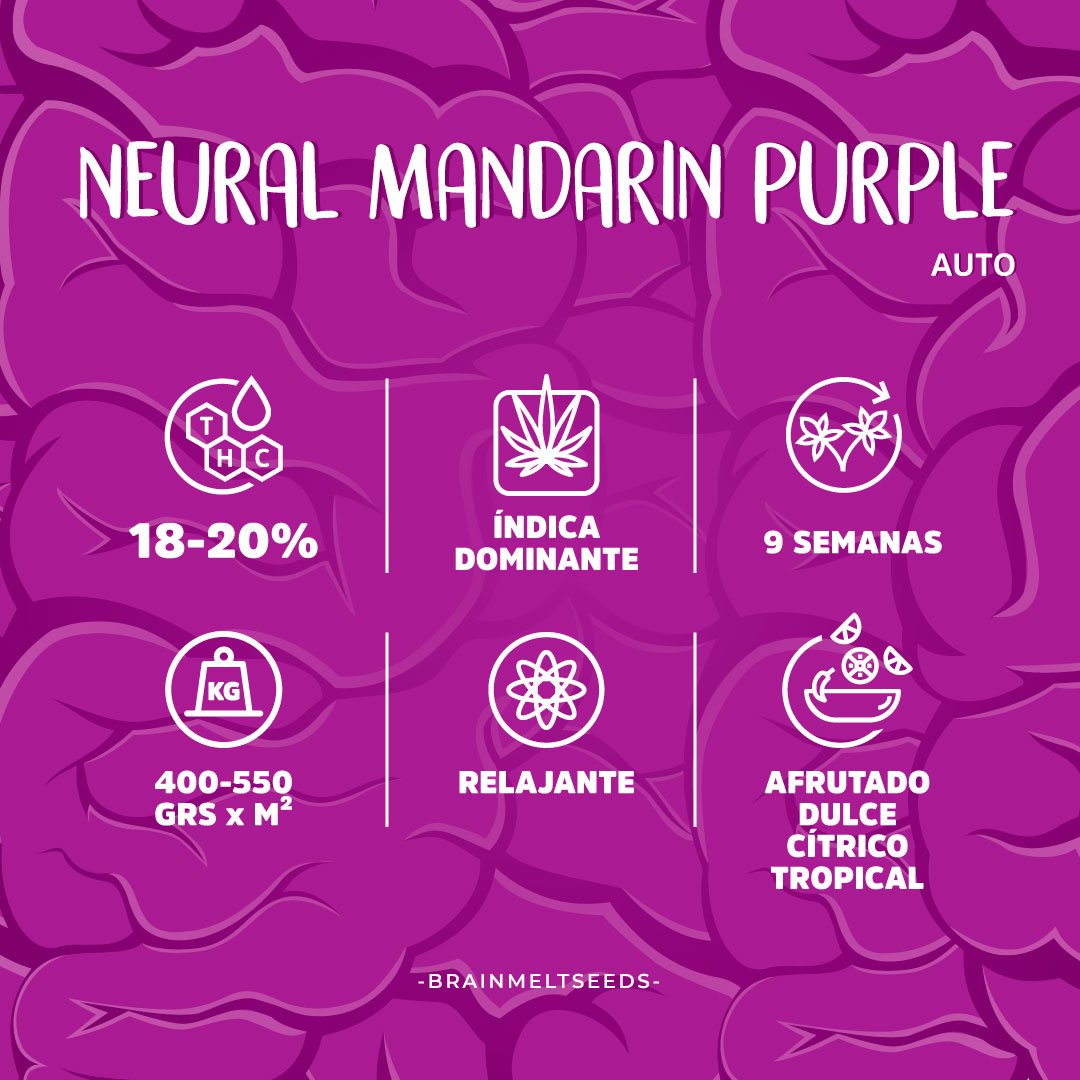 MS_Caracteristicas_NMP_BabyBrain