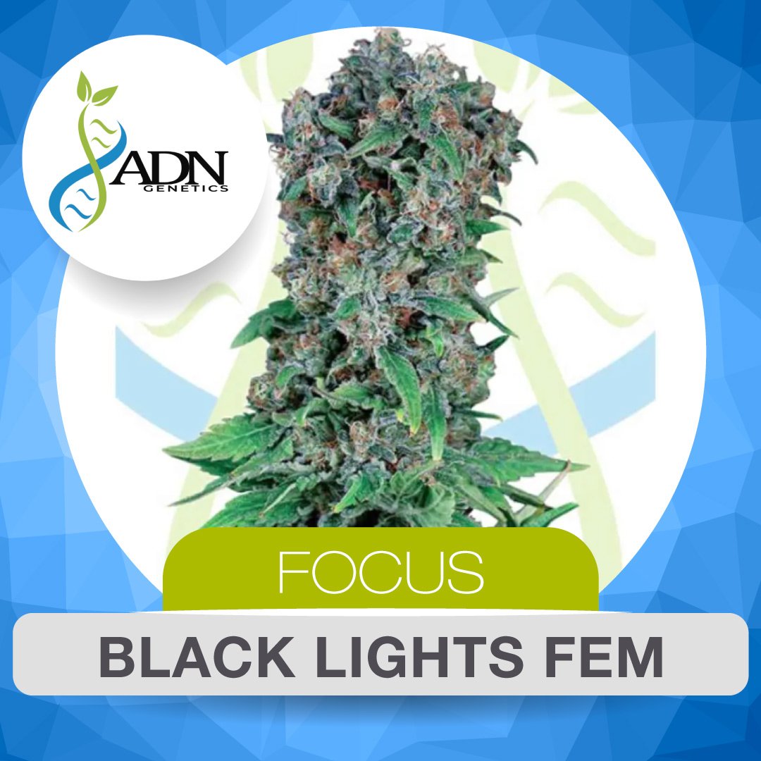 Web-Genetica_ADN-BlackLightsFem-1