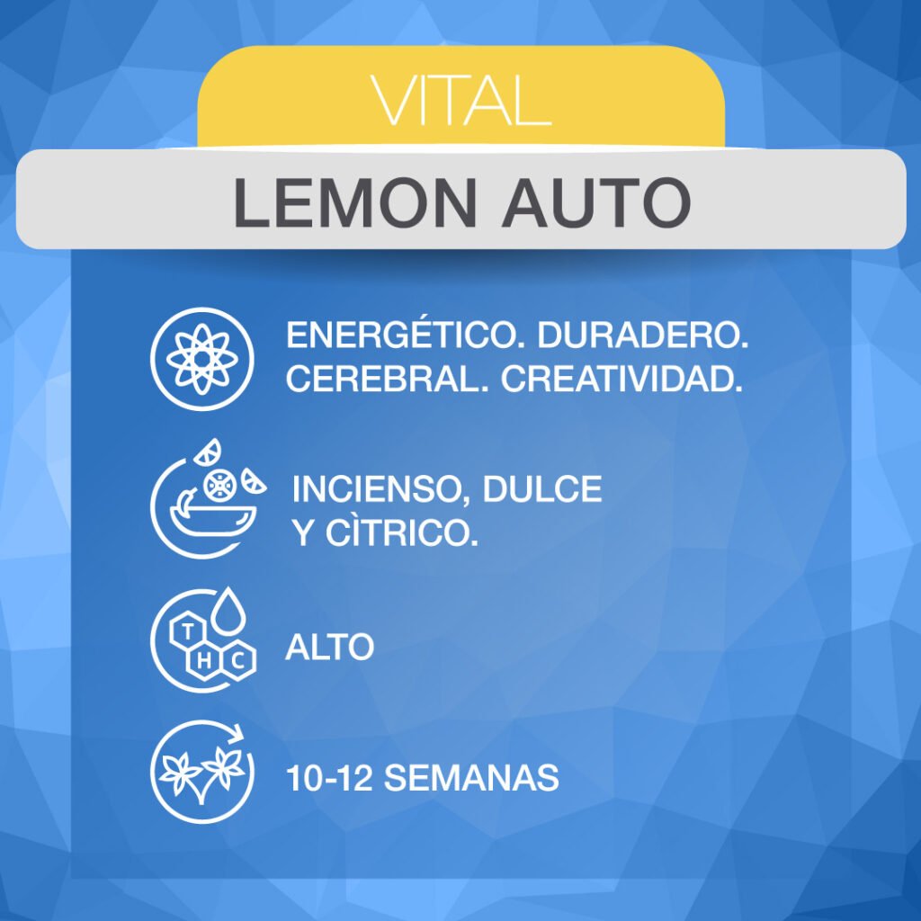 Lemon Auto – ADN Seeds - Mariseeds