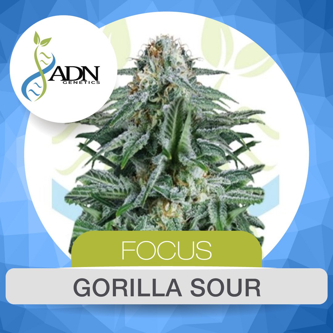 Ms_WEB_Genetica_ADN_GORILLA-SOUR1