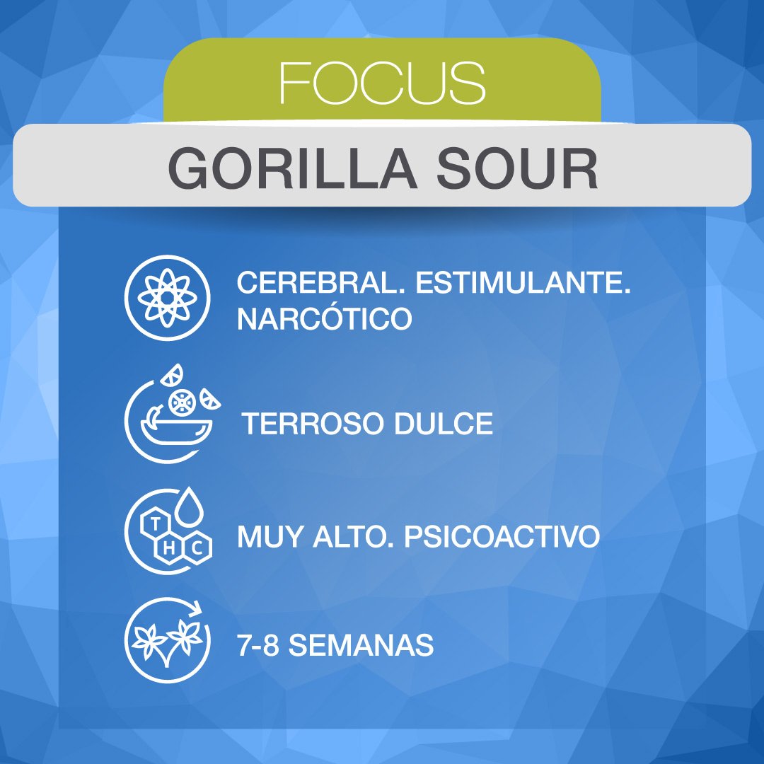 Ms_WEB_Genetica_ADN_GORILLA-SOUR2