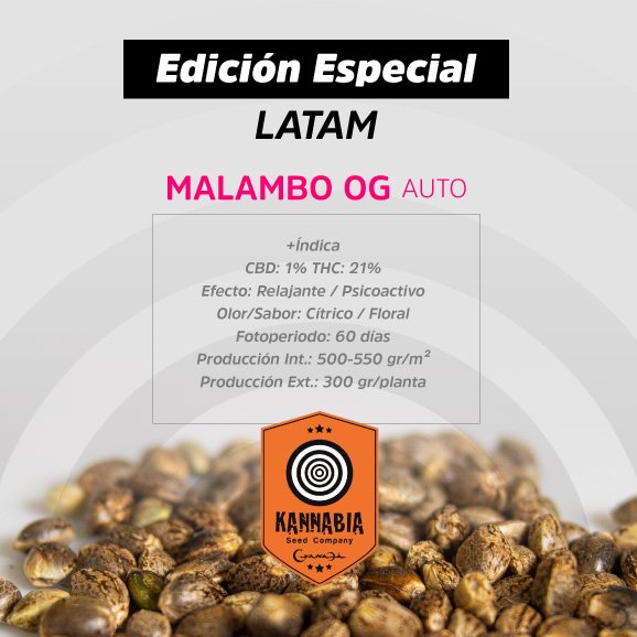 Kannabia_Latam-Web_MalamboOG