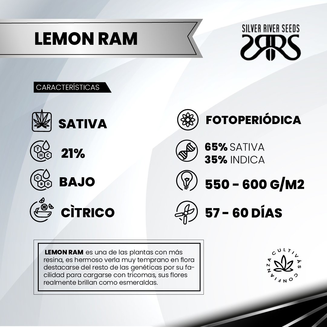 LEMON RAM 2
