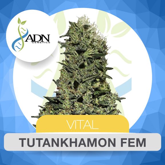 Web_ADN_TutankhamonFem-1