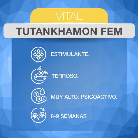 Web_ADN_TutankhamonFem-2