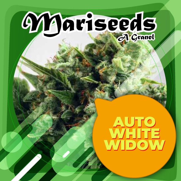 Flyers-Genetica_MS-AutoWhiteWidow-1