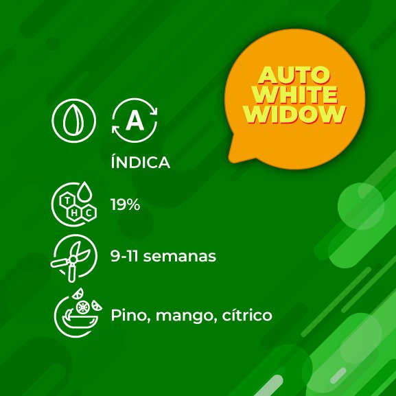 Flyers-Genetica_MS-AutoWhiteWidow-2