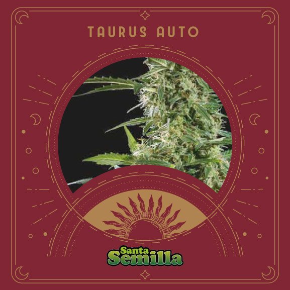 MS_Web_SantaSemilla-TaurusAuto-1