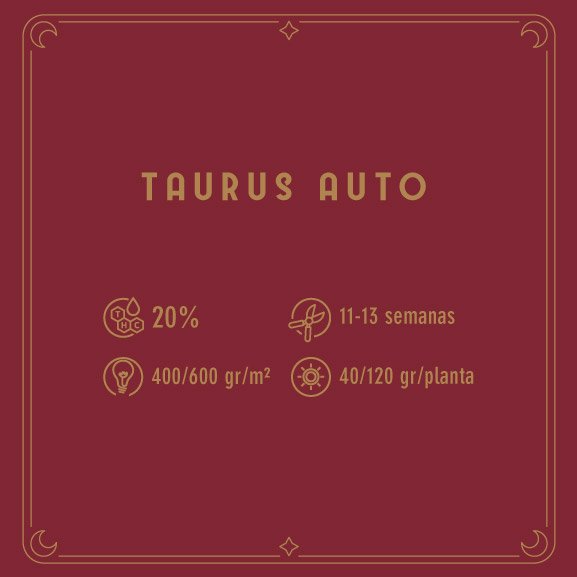 MS_Web_SantaSemilla-TaurusAuto-2