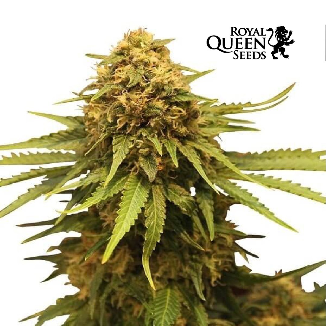 ROYAL COOKIES