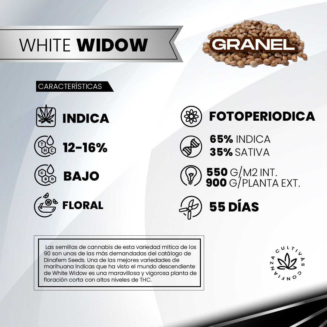 White Wodow 2
