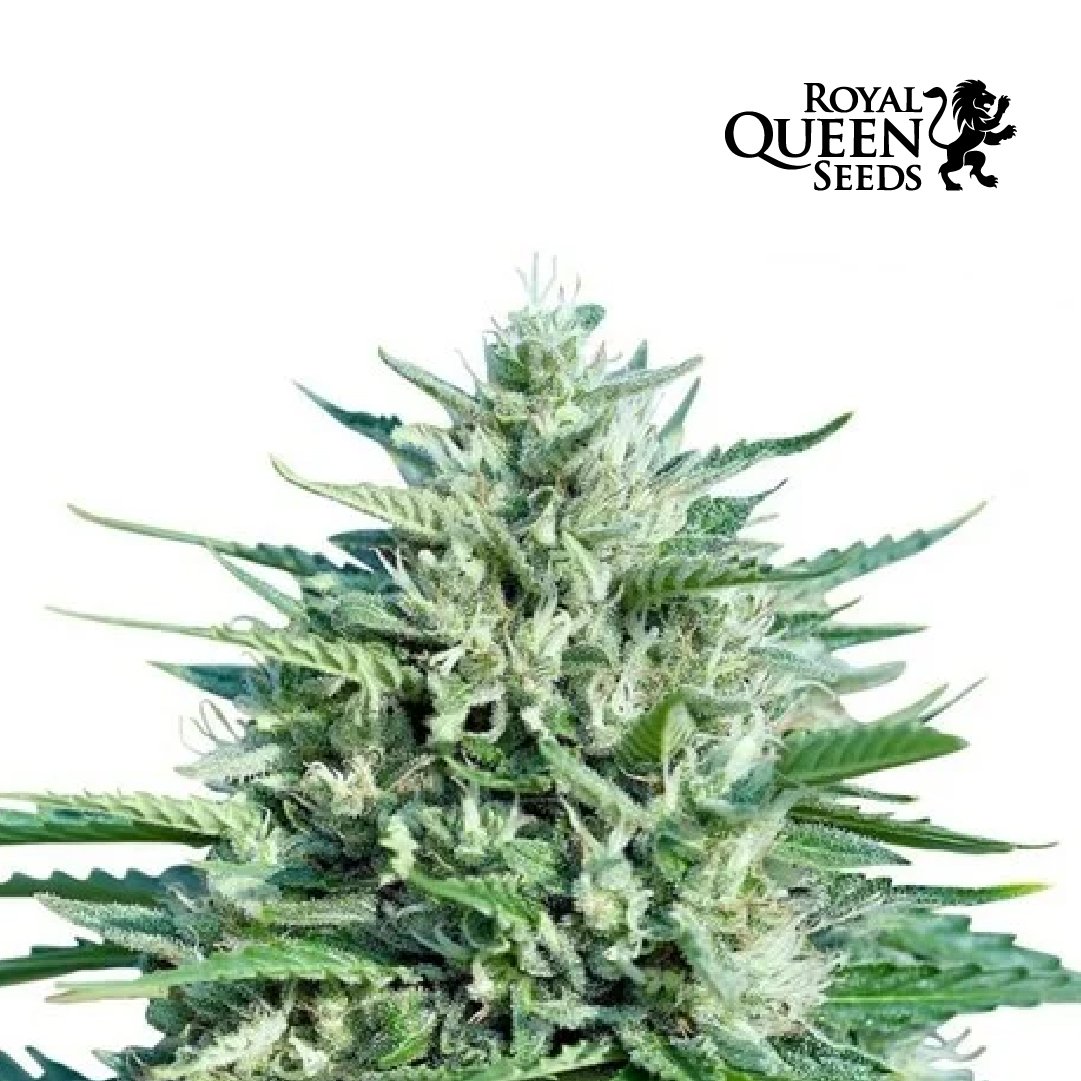 royal cookies_AMNEZIA HAZE