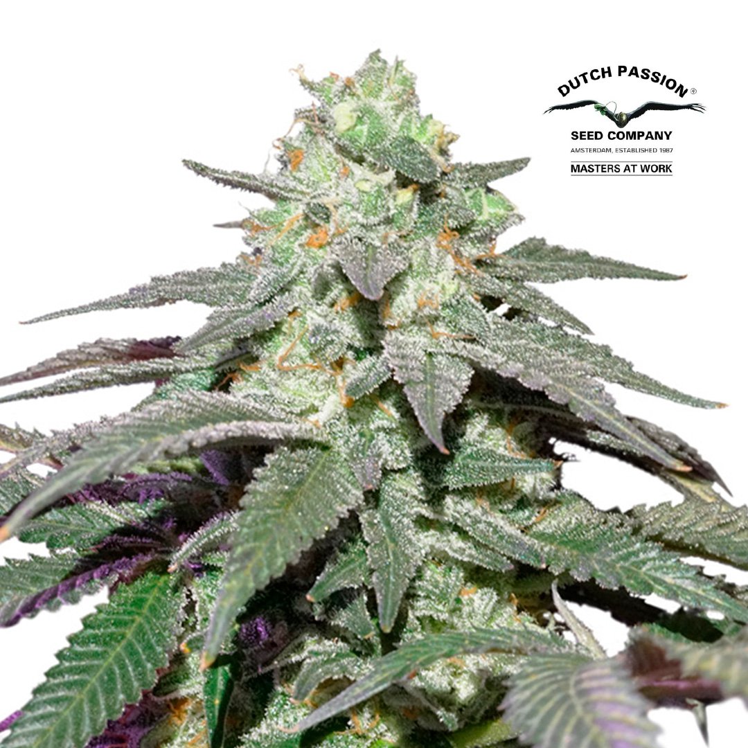 AUTO SKYWALKER HAZE 1