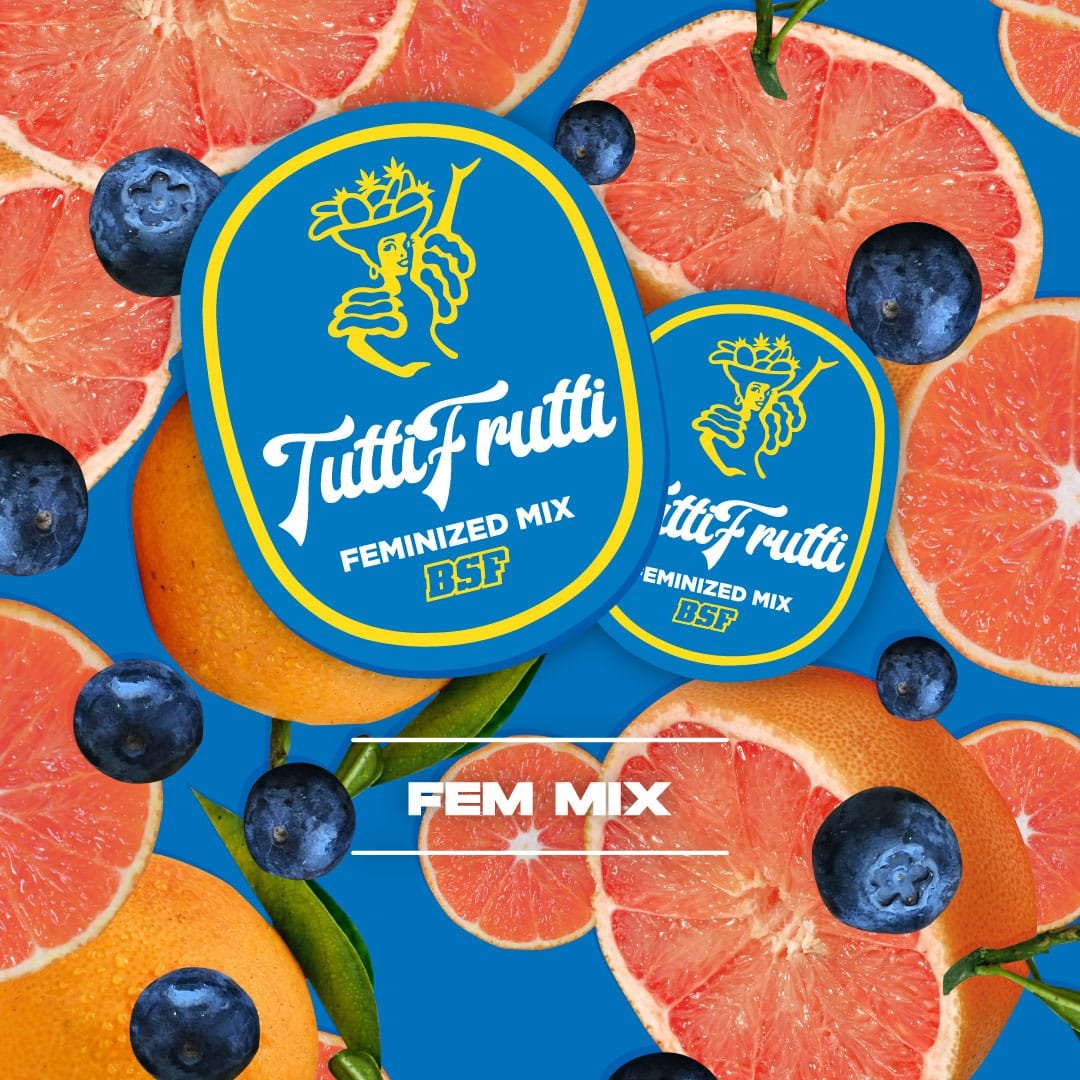 NUEVOS-MIXES-BSF-GRAFICAS-WEB-TUTTI-FRUTTI-FEM-1